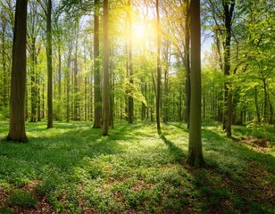 Obraz premium beautiful forest panorama in spring with bright sun shining through the trees