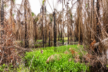 Lakowe Lakes, a residential and recreational area in Lagos, Nigeria. Polpular for its 18 hole golf course. Shot on 2 July 2025.