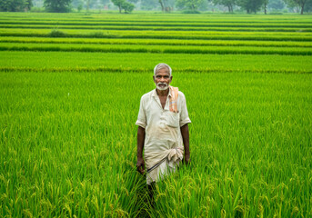 Elderly Indian Farmer Standing Proudly in His Lush Green Rice Paddy Field Showcasing Traditional Agriculture and Rural Livelihood
