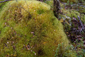 Lush Green Moss-Covered Rock in Forest