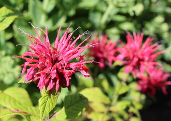 Monarda or Red Rue or Bergamot is an ornamental, medicinal and spicy plant that blooms in summer.