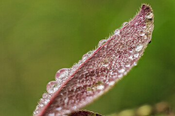 A red leaf covered in rain drops against a green background, illuminated by the morning sun, in a farm in the eastern Andean mountains of central Colombia, near the Iguaque natural reserve.