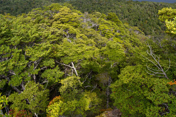 Lush Green Forest Canopy Aerial View