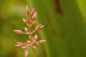 The tiny buds of a fairy crassula plant against a defocused green background, in a garden in the eastern Andean mountains of central Colombia, near the town of Villa de Leyva.