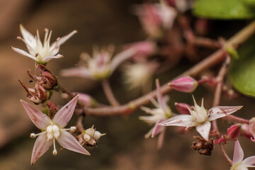 The tiny flowers of a fairy crassula plant and some buds, in a garden in the eastern Andean mountains of central Colombia, near the town of Villa de Leyva.
