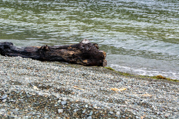 Tranquil Beach Scene with Weathered Log and Gentle Waves