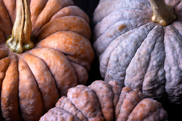 Pumpkin texture from Black Futsu squash shown in detailed macro of multicolor skin. Rustic food...