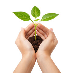 Young green plant growing in cupped hands isolated on transparent background isolated on white background