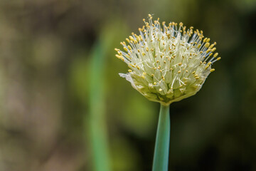 Macrophotography of a garlic flower and its pistils, captured in the orchard of a farm in the eastern Andean mountains of central Colombia, near the Iguaque natural reserve.