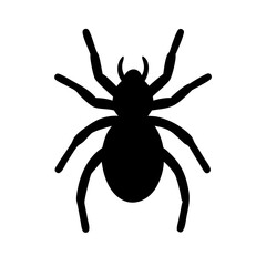 Spider: Intriguing Arachnids of Nature