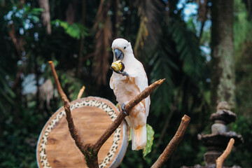 White Cockatoo is eating corn with one foot and the other foot is perched on a branch