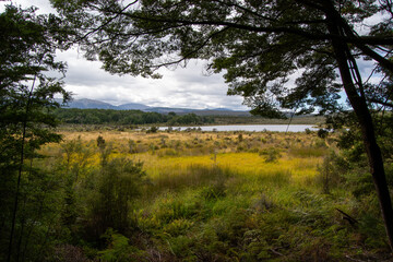 Serene Wetland Landscape with Mountains and Trees