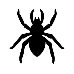 Spider: Intriguing Arachnids of Nature