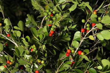 Ripe wild red fruits growing on lush green foliage in a macro photograph showcasing vibrant colors and natural beauty.