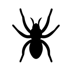 Spider: Intriguing Arachnids of Nature