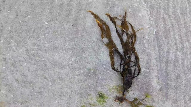 An organic laminaria digitata algue washed on the beach of Atlantic Ocean.