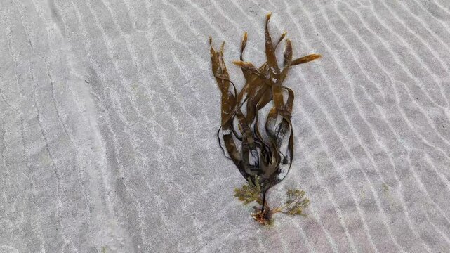 An organic laminaria digitata algue washed on the beach of Atlantic Ocean. Moving with waves.