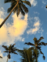 palm trees and clouds in tropical sky on beach