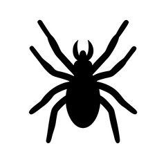 Spider: Intriguing Arachnids of Nature