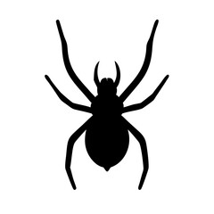 Spider: Intriguing Arachnids of Nature