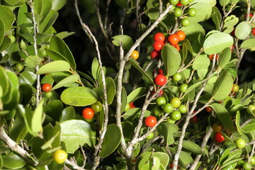 Ripe wild red fruits growing on lush green foliage in a macro photograph showcasing vibrant colors...