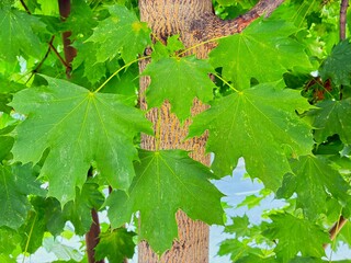 Tree trunk with leaves.
