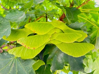 Lime tree fruit.