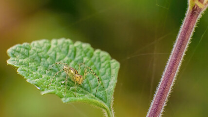 A lynx spider hunting from a herb leaf, macrophotography captured in a garden in the eastern Andean mountains of central Colombia near the town of Villa de Leyva.