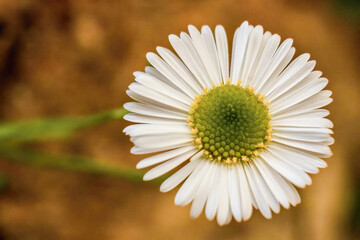 A tiny Mexican white fleabane flower, against a defocused yellow background, in the garden of a farm in the eastern Andean mountains of central Colombia near the Iguaque natural reserve.