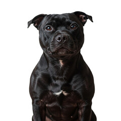 Naklejka premium Stunning Staffordshire Bull Terrier Professional Pet Photography