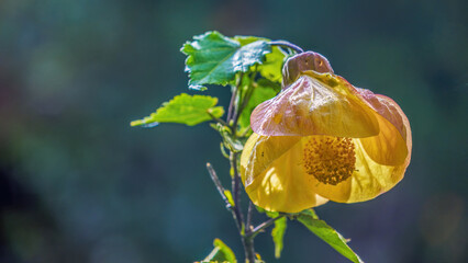 A colorful Indian mallow flower illuminated by the morning sun, close-up photography captured in a...