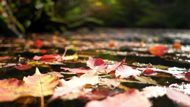 Loopable close-up of colorful leaves gently floating on the surface of a calm woodland pond