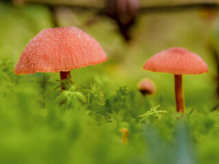 Tiny mushrooms growing on moss in the forest, macrophotography captured in a woodland in the...