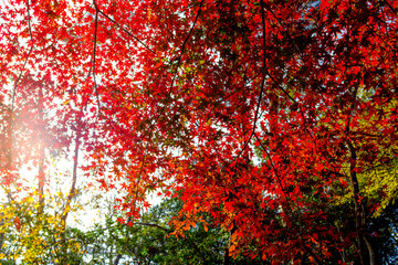 紅葉が輝く秋の木漏れ日
