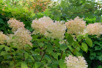 Hydrangea is growing in cottage garden. Dry Hydrangea grows in park in autumn. Sunny day in autumn.