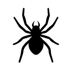 Spider: Intriguing Arachnids of Nature