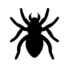 Obraz premium Spider: Intriguing Arachnids of Nature