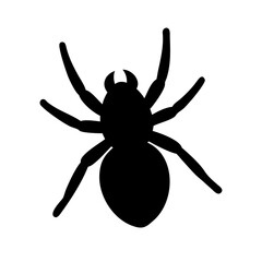 Spider: Intriguing Arachnids of Nature