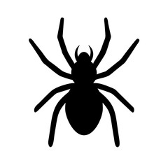 Spider: Intriguing Arachnids of Nature