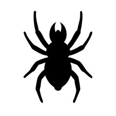 Spider: Intriguing Arachnids of Nature