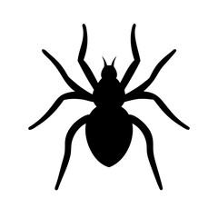 Spider: Intriguing Arachnids of Nature