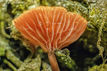 Tiny mushrooms growing on moss in the forest, macrophotography captured in a woodland in the eastern Andean mountains of central Colombia, near the Iguaque natural reserve.