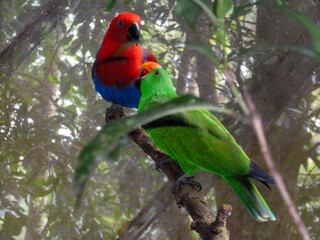 Two red and yellow macaw sitting on a branch of a tree.