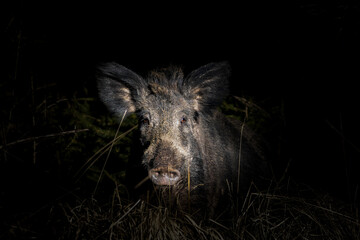 wild boar in the wild
