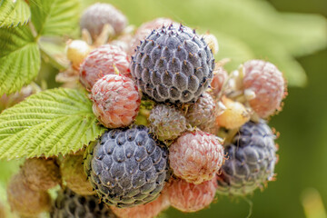 A bunch of mixed ripe and unripe Mysore raspberry fruits in the plant, in a garden in the eastern Andean mountains of central Colombia near the town of Villa de Leyva.