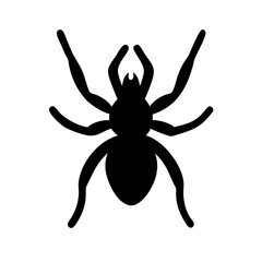 Spider: Intriguing Arachnids of Nature