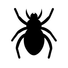 Spider: Intriguing Arachnids of Nature