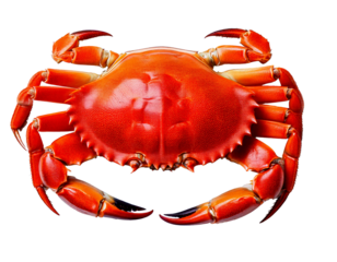Crab, viewed from above, isolated on a clean white background, showcasing its detailed shell, symmetrical legs, natural texture, and distinct claws, ideal for seafood menus, educational materials, or 