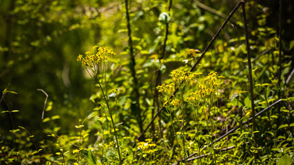 green grass background