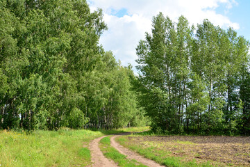 Winding Dirt Road Through Lush birch Forest on a Sunny Day